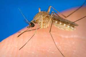 Mosquitoes Test Positive For West Nile In 14 CT Towns, Including Greenwich, Stamford