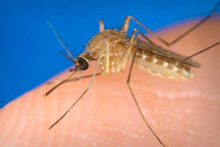 If Mosquitoes Bite You, It May Be In Your Genes