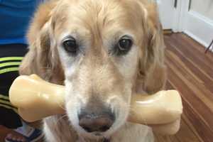 Service Dog Tops Last Week's News Around Putnam County