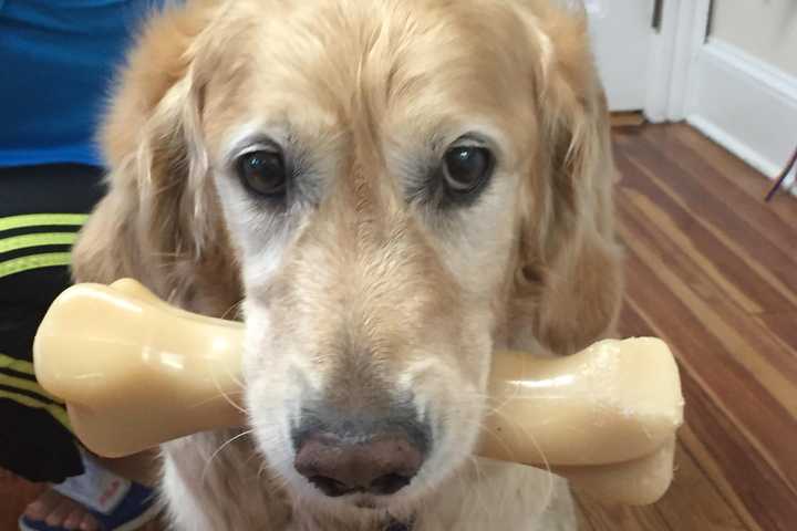 Service Dog Tops Last Week's News Around Putnam County
