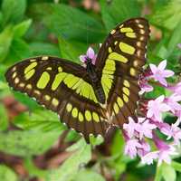 <p>Hundreds of exotic tropical butterflies are included in the &quot;Flutter Zone&quot; exhibit.</p>