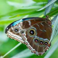 <p>Hundreds of exotic tropical butterflies are included in the &quot;Flutter Zone&quot; exhibit.</p>