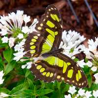 <p>Hundreds of exotic tropical butterflies are included in the &quot;Flutter Zone&quot; exhibit.</p>