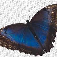 <p>Hundreds of exotic tropical butterflies are included in the &quot;Flutter Zone&quot; exhibit.</p>