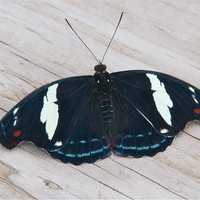 <p>Hundreds of exotic tropical butterflies are included in the &quot;Flutter Zone&quot; exhibit.</p>