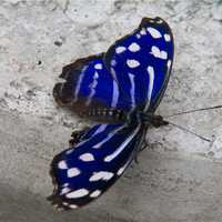 <p>Hundreds of exotic tropical butterflies are included in the &quot;Flutter Zone&quot; exhibit.</p>