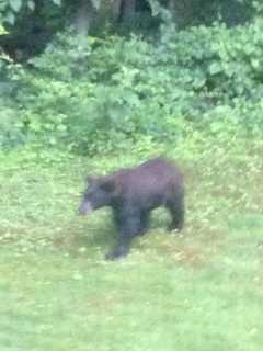 Black Bear Sightings Reported In Easton, Near Fairfield Border