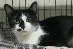 Putnam Humane Society Introduces Onyx 