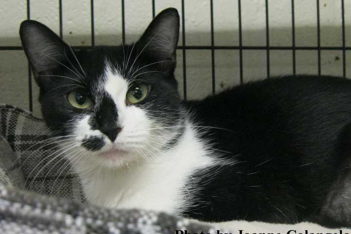 Putnam Humane Society Introduces Onyx 