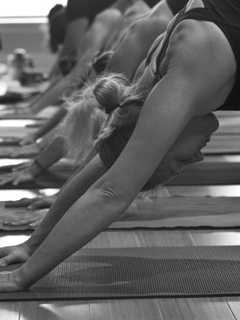 108 Sun Salutations Yoga Class Aids Ridgefield Animal Rescue