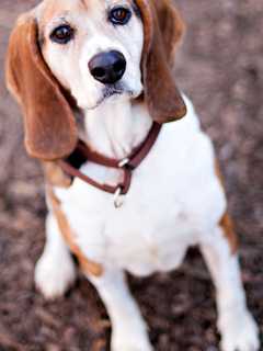 New Canaan's Goldenberry Supports Strays And Others With Fundraiser