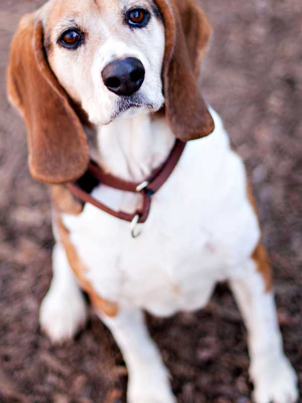 New Canaan's Goldenberry Supports Strays And Others With Fundraiser