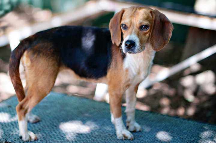 Brownie, a beagle, is one of many adoptable pets available at the SPCA of Westchester in Briarcliff Manor.