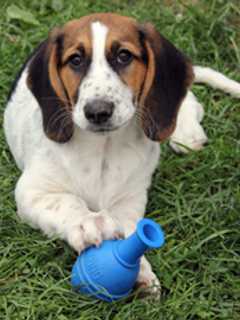 Harrison Pet Rescue, Changing Lives 'Four Paws At A Time' Again On Sunday