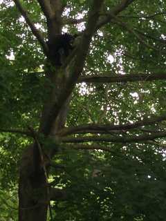 Black Bear Spotted Wandering In Ridgefield