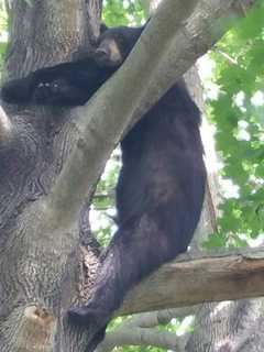 Bear Sightings On The Rise In Fairfield County, DEEP Warns