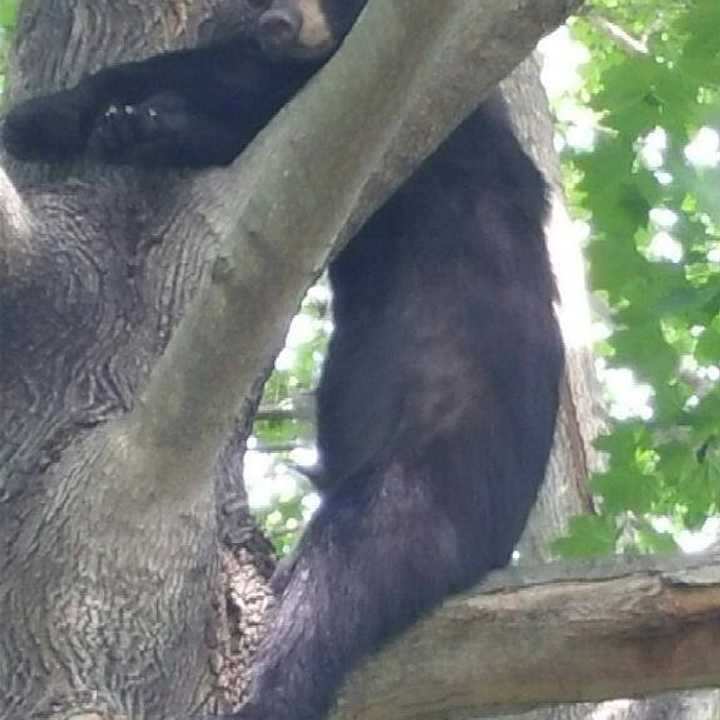 A black bear cub takes a nap in a tree Thursday afternoon on Denise Terrace in Fairfield. 