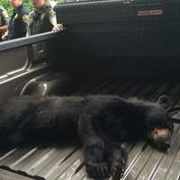 <p>The tranquilized bear takes a nap in the back of a truck. </p>