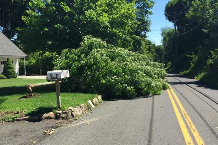 Need to get rid of branches and other debris from the storm? Transfer Station is free to Ridgefield residents on Saturday. 