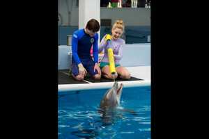 See A 'Dolphin Tale 2' At Glen Island Beach 