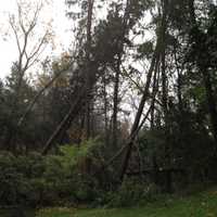 <p>Large trees down on Campfire Rd. in Chappaqua.</p>