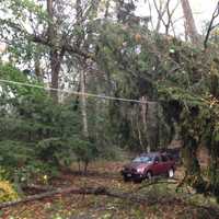 <p>A tree dangles perilously in Chappaqua.</p>