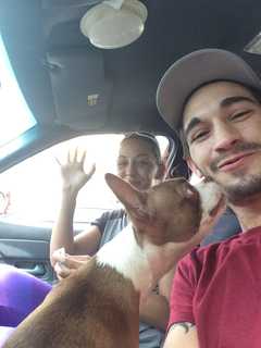 Service Dog Stolen From Car In Cortlandt Town Center