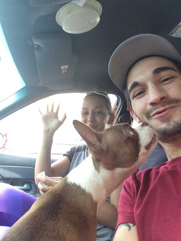 Service Dog Stolen From Car In Cortlandt Town Center