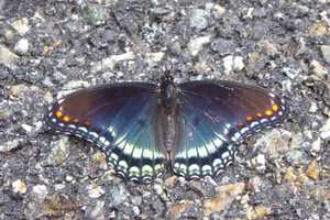 Bedford Audubon Holding Nature Walks, Butterfly Workshop