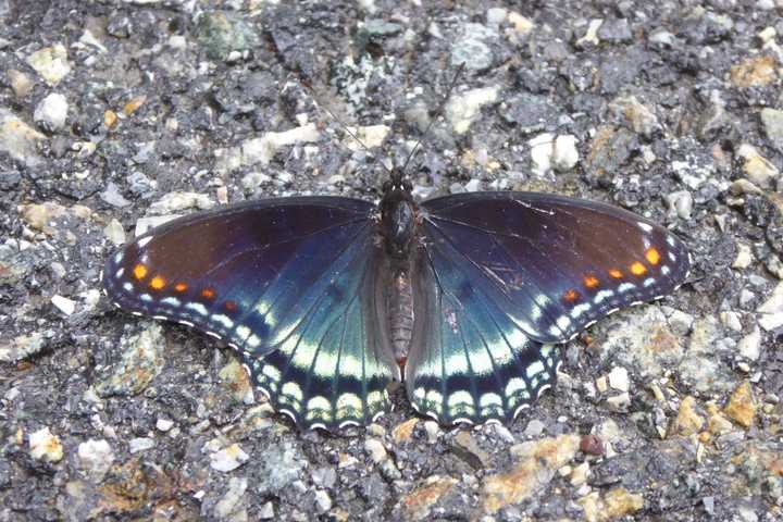 Bedford Audubon Holding Nature Walks, Butterfly Workshop