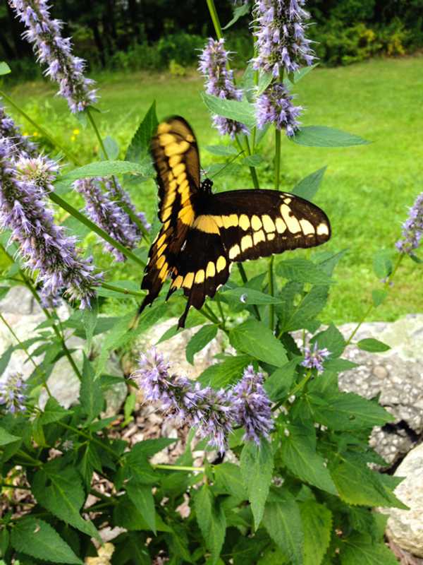 Sign Up To Help Putnam Conservation Group With Butterfly Count 