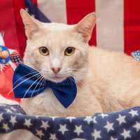 <p>Driven by a fearful reaction to fireworks and other loud sights and sounds, dogs and cats that flee from their homes often end up in municipal animal shelters, according to a press release.</p>