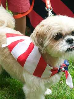 Norwalk Police Offer Fourth Of July Pet Safety Tips
