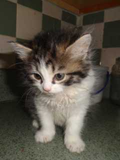 Adopt Cats, Kittens At Putnam Humane Society