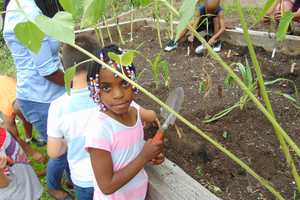 Boys And Girls Club Of New Rochelle Hires Garden Facilitator