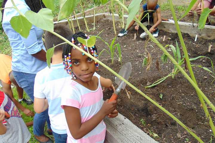 Boys And Girls Club Of New Rochelle Hires Garden Facilitator