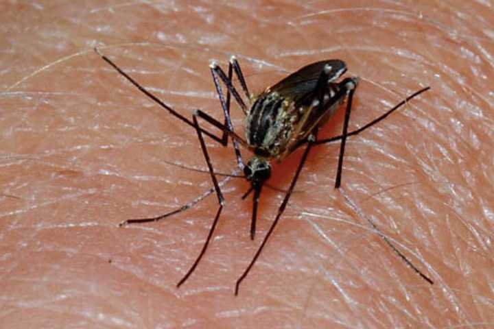 Mosquitoes Test Positive For Serious But Rare EEE Virus In Berkeley Heights