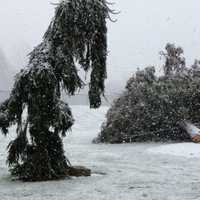 <p>Christine Hall took a photo of these trees on the campus of St. Luke&#x27;s School off North Wilton Road. </p>