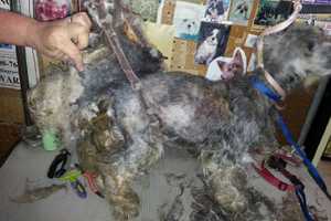 Woman Charged With Animal Cruelty To Appear In Mount Pleasant Town Court