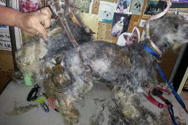 Woman Charged With Animal Cruelty To Appear In Mount Pleasant Town Court