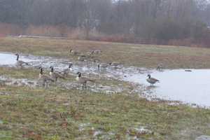 Harrison Gets OK From State To Develop Beaver Swamp Wetlands Into A Park
