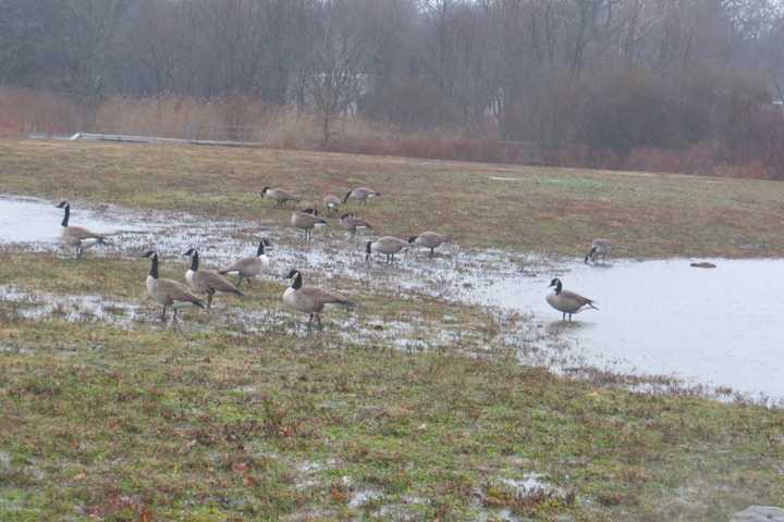 Harrison Gets OK From State To Develop Beaver Swamp Wetlands Into A Park