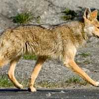 <p>Police throughout the Hudson Valley have issued warnings about coyotes, and are drafting town plans and policies to curtail them. </p>