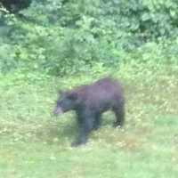 <p>The black bear strolls about the yard on June 16 in Norwalk, Conn.
</p>