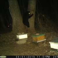 <p>A bear climbing a tree at Peter Pratt&#x27;s Inn at Yorktown on April 1. </p>