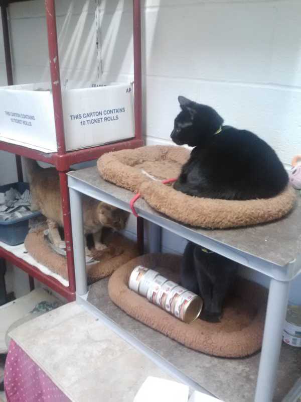 Panera Bread Supports Mount Vernon Animal Shelter's Fundraiser
