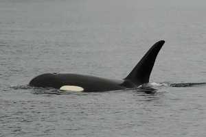 Ardsley Student Studies Alaska Wildlife With Canisius College