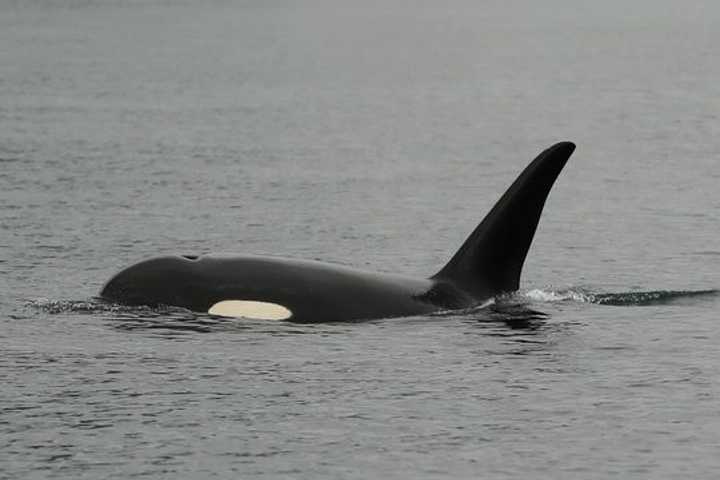 Ardsley Student Studies Alaska Wildlife With Canisius College