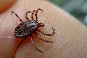 Lyme Disease Results In Staggering Financial Burden For Thousands