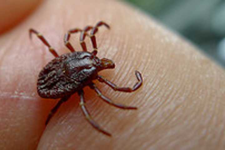 Lyme Disease Results In Staggering Financial Burden For Thousands